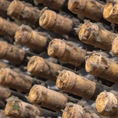 Zijn beschimmelde kurken en flessen slecht voor wijn?